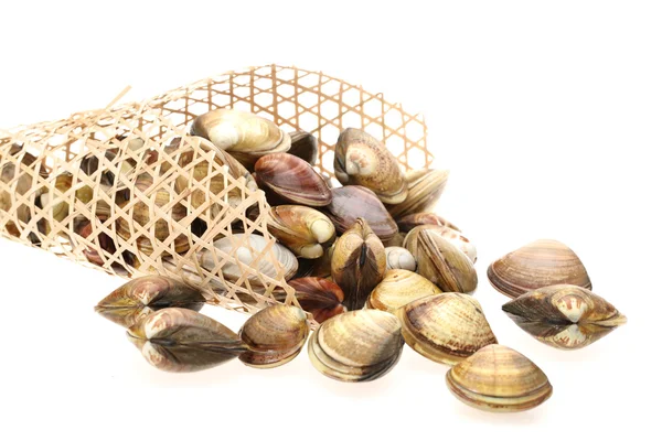 Clams on white background — Stock Photo, Image