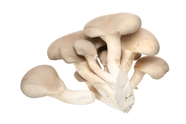 Oyster mushroom on white background — Stock Photo, Image