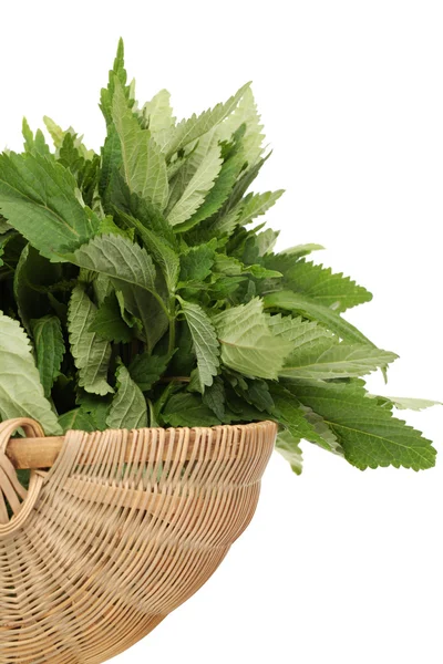 Fresh green mint on white background — Stock Photo, Image