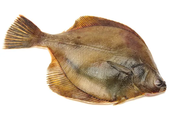 Turbot fish, isolated on white — Stock Photo, Image