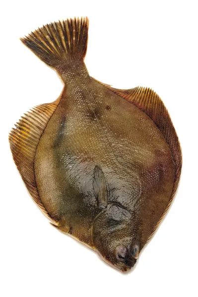 Peixe-pregado, isolado sobre branco — Fotografia de Stock