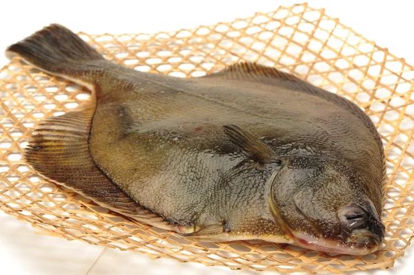 Turbot fish, isolated on white — Stock Photo, Image