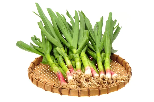 Green Onion on white background — Stock Photo, Image