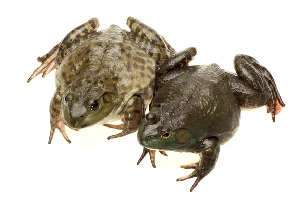 Bullfrog, — Stock Photo, Image