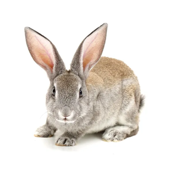 Grey rabbit on a white background — Stock Photo, Image