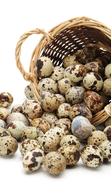 Huevos de codorniz en un nido de heno de cerca — Foto de Stock