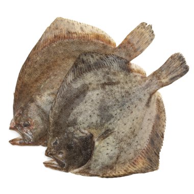 Kalkan balığı, üzerinde beyaz izole