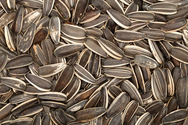 Sunflower seeds background — Stock Photo, Image
