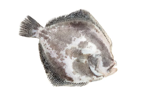 Риба турбот, ізольована на білому — стокове фото