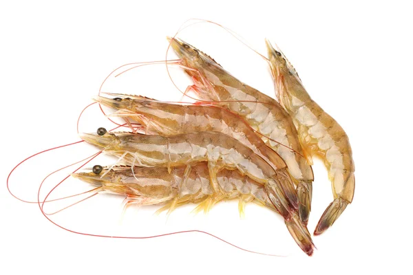 Shrimp on white background — Stock Photo, Image