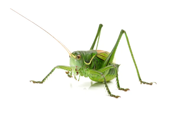 Macro immagine di una cavalletta isolata su sfondo bianco — Foto Stock