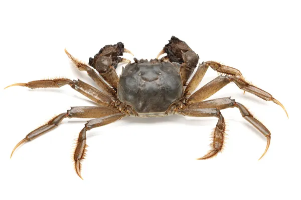 Crabe sur fond blanc — Photo