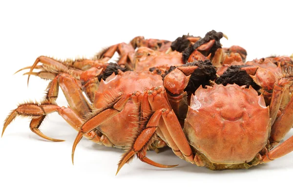 Crabe cuit isolé en fond blanc — Photo