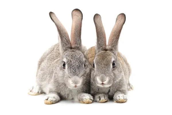 Grey rabbit on a white background — Stock Photo, Image