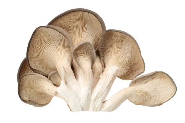 Oyster mushroom — Stock Photo, Image