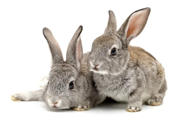 白色背景的灰兔子 — 图库照片