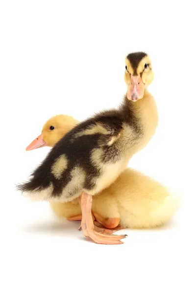 Duckling on white background — Stock Photo, Image