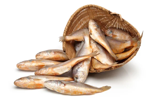 Giallo Croaker Pesce su sfondo bianco — Foto Stock