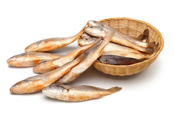 Gelber Krächzerfisch auf weißem Hintergrund — Stockfoto