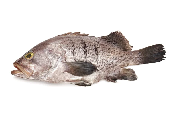 Grouper frais sur fond blanc — Photo