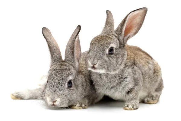 Grijs konijn op een witte achtergrond — Stockfoto