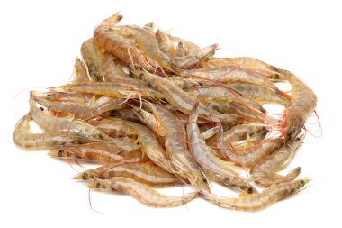 Beyaz arkaplanda karides