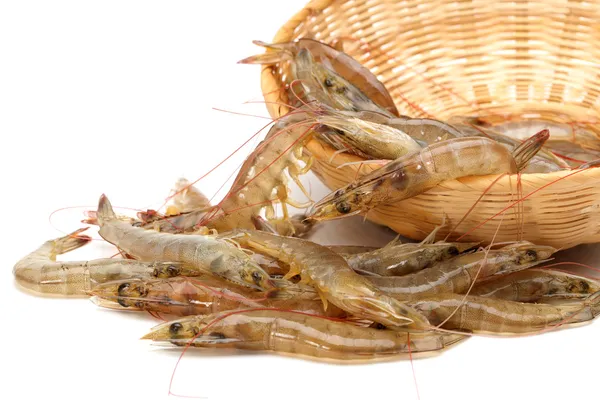 Shrimp on white background — Stock Photo, Image