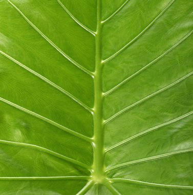 Tatlı Su damlacıkları ile yaprak yeşil doku arka plan