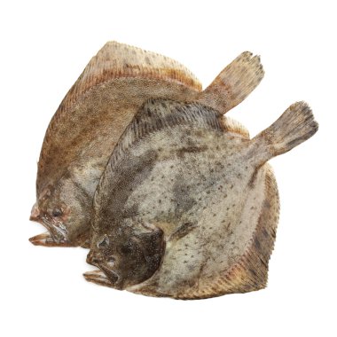 Kalkan balığı, üzerinde beyaz izole