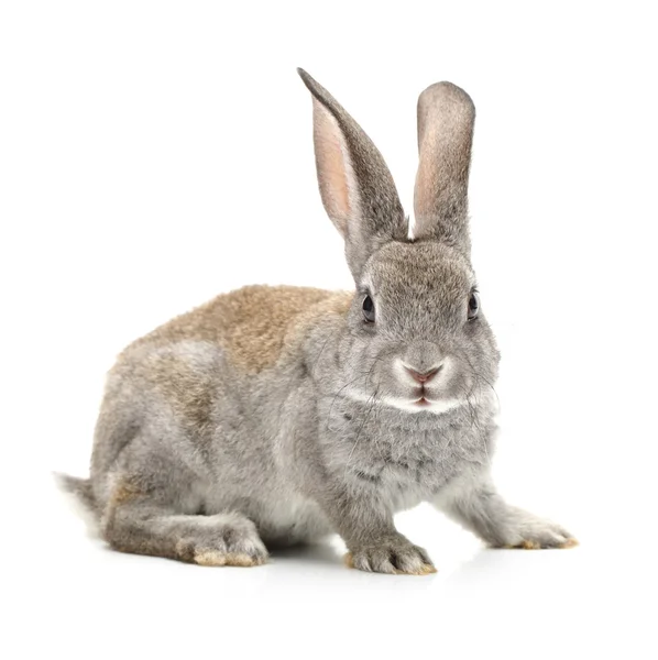 Conejo gris sobre fondo blanco —  Fotos de Stock