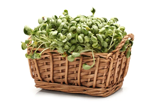 Black bean sprouts on white background — Stock Photo, Image