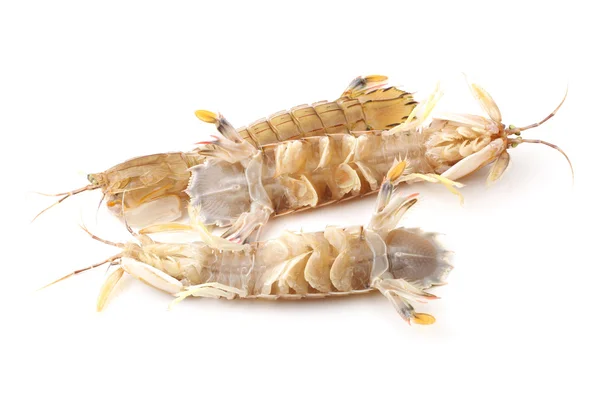 Mantis Shrimp on the white background — Stock Photo, Image
