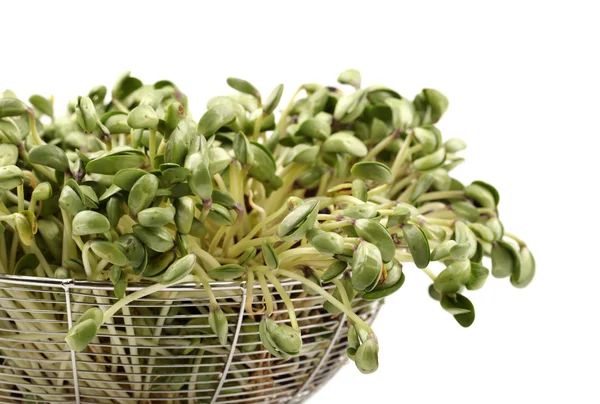 Black bean sprouts on white background — Stock Photo, Image