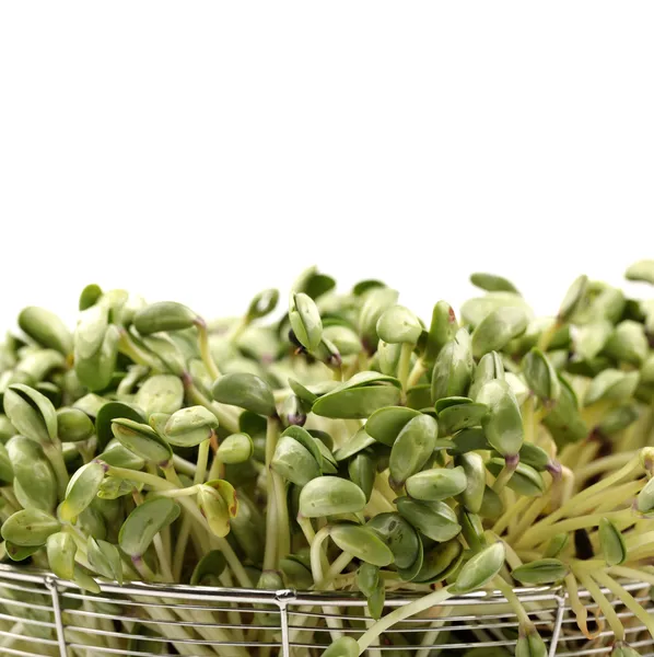 Black bean sprouts on white background — Stock Photo, Image