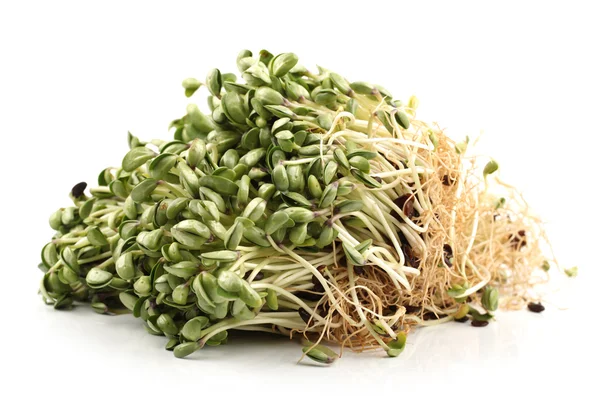 Black bean sprouts on white background — Stock Photo, Image