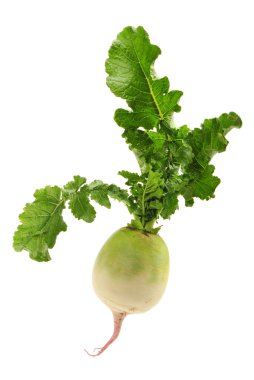 parti sadakat turp