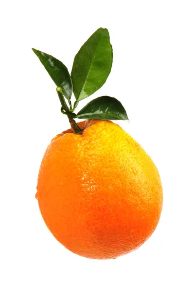 Orange sur le fond blanc — Photo