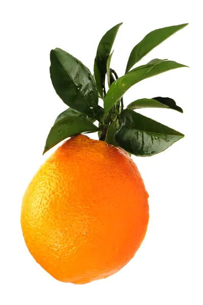 Oranje op de witte achtergrond — Stockfoto