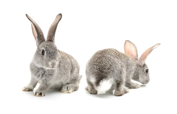 Grå kanin på en vit bakgrund — Stockfoto