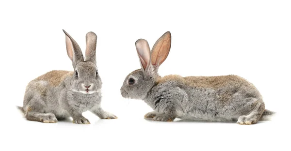 Graues Kaninchen auf weißem Hintergrund — Stockfoto