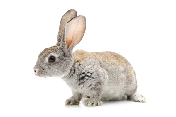 Šedý králík na bílém pozadí — Stock fotografie
