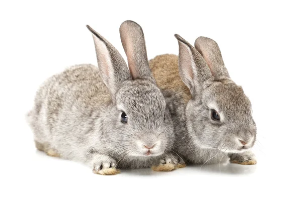 Grijs konijn op een witte achtergrond — Stockfoto