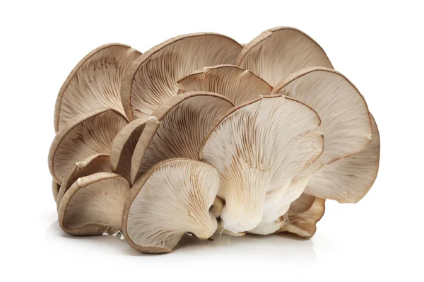 Funghi di ostrica — Foto Stock