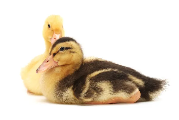 Duckling on white background — Stock Photo, Image