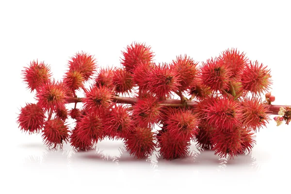 Flores de planta de aceite de ricino sobre fondo blanco —  Fotos de Stock