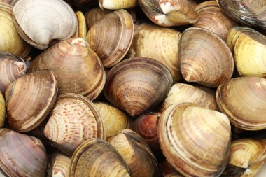 beyaz zemin üzerinde istiridye