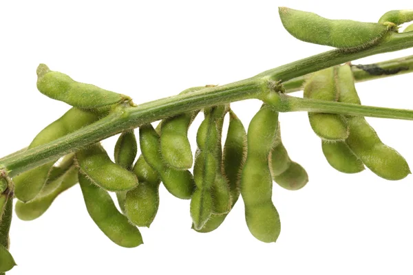 Grüne Sojabohne auf weißem Hintergrund — Stockfoto