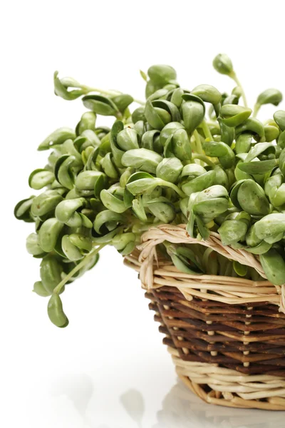 Black bean sprouts on white background — Stock Photo, Image