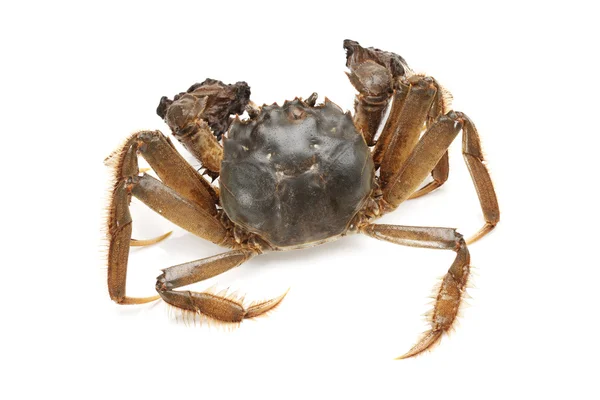 Crab on white background — Stock Photo, Image