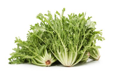 beyaz zemin üzerine sonchus
